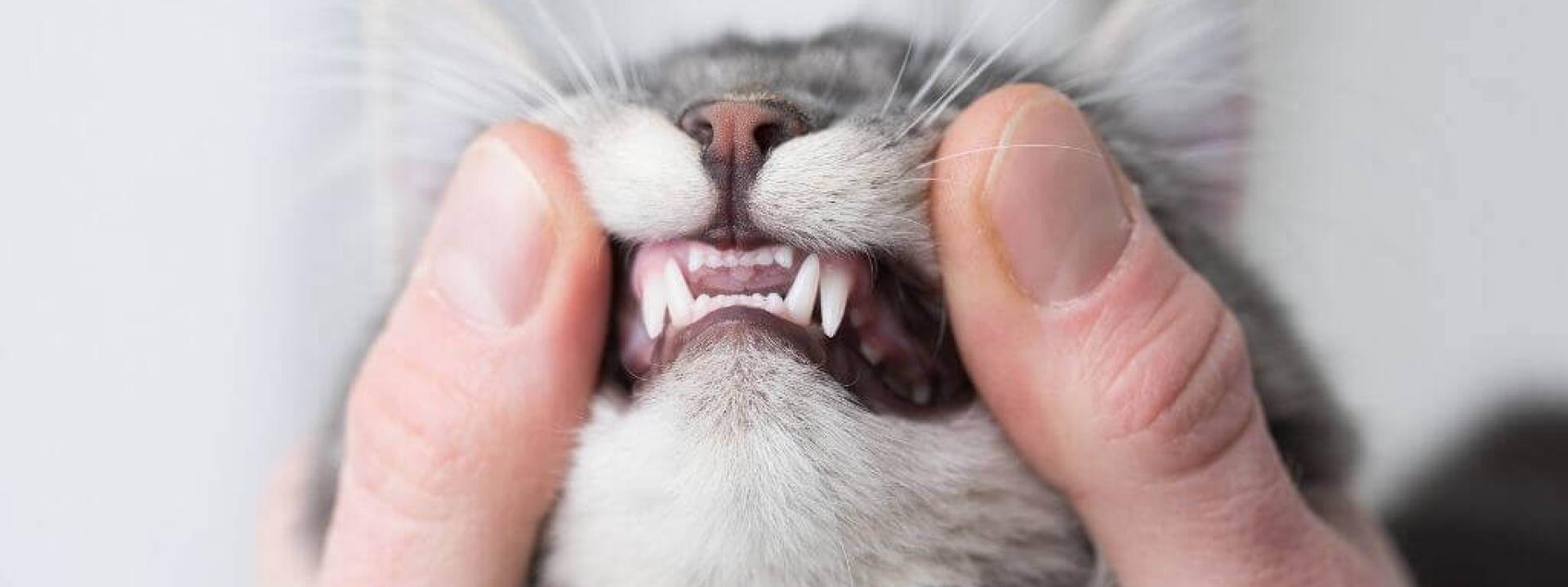 Cat dentals at Point Vicente Animal Hospital, Rancho Palos Verdes, CA