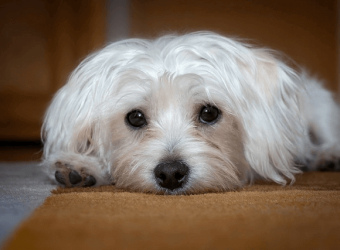 CBD Oil for Dogs: Is It Safe and Effective?