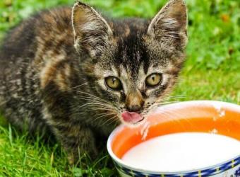 Why Cats and Cow&#039;s Milk Don&#039;t Mix