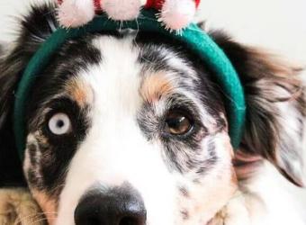 How to Prevent Dog Emergencies During the Holidays (and Anytime)