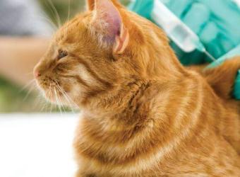 What Are the Core and Non-Core Vaccines for Cats? Your Questions Answered