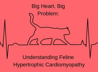 Big Heart, Big Problem: Understanding Feline Hypertrophic Cardiomyopathy