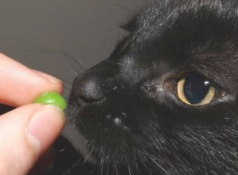 Veterinary Veggies: Should You Add Some Home Cooking to Your Pet’s Diet?