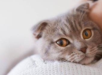 7 Ways to Tell If Your Cat is in Pain - Some May Surprise You!