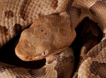 Snakes and How to Keep Your Pet Safe